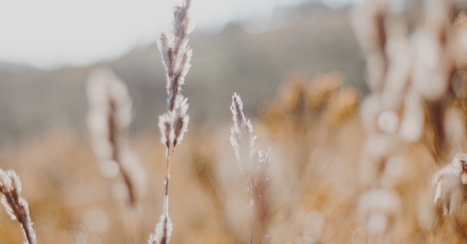 Couple and Family Therapy